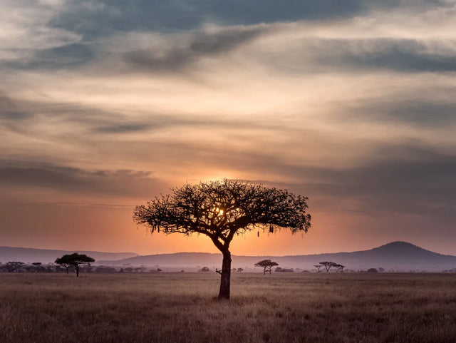 Sunset Savanna - African Landscape Tree Canvas Wall Art