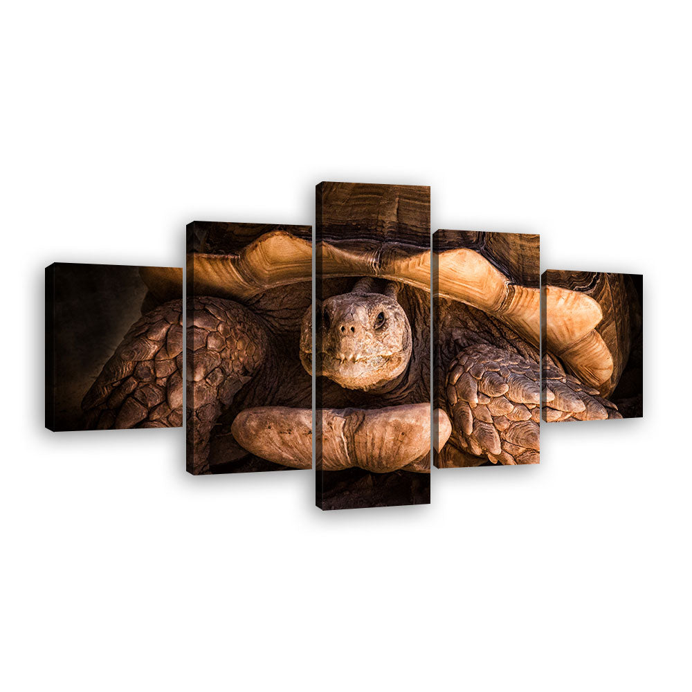 Giant Old Tortoise Canvas Wall Art