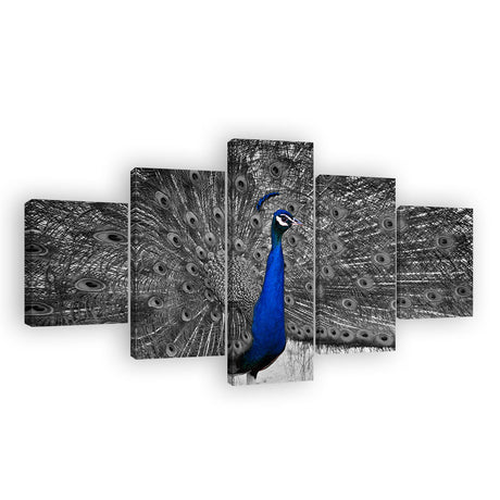 Gray Tailed Blue Peacock Canvas Wall Art