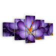 Lovely Purple Crocus Flower Canvas Wall Art