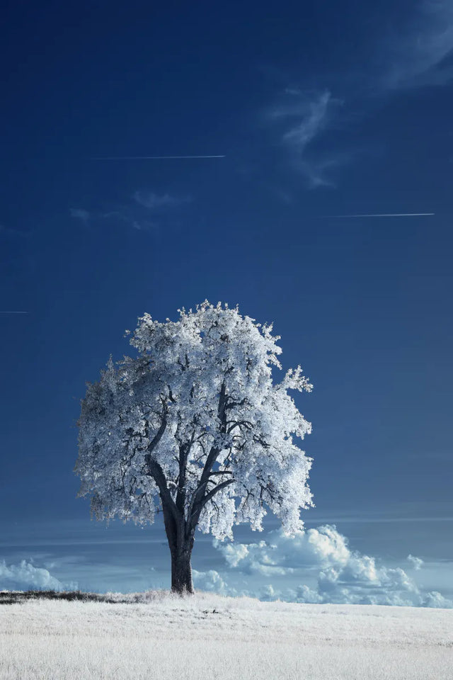 Solitary Snowy Tree In Blue Sky Canvas Wall Art