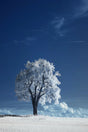 Solitary Snowy Tree In Blue Sky Canvas Wall Art